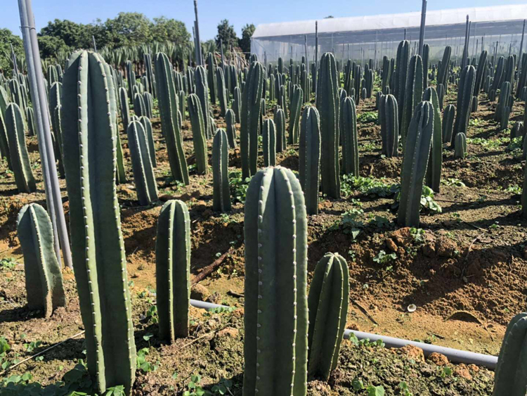 仙人柱量天尺盆栽北欧风室内大型客厅多肉植物无刺仙人掌绿植两根组合