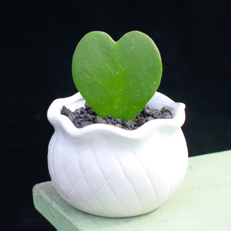 轻奢多肉植物盆栽一片爱心室内阳台办公桌面四季养植物心叶球兰植物