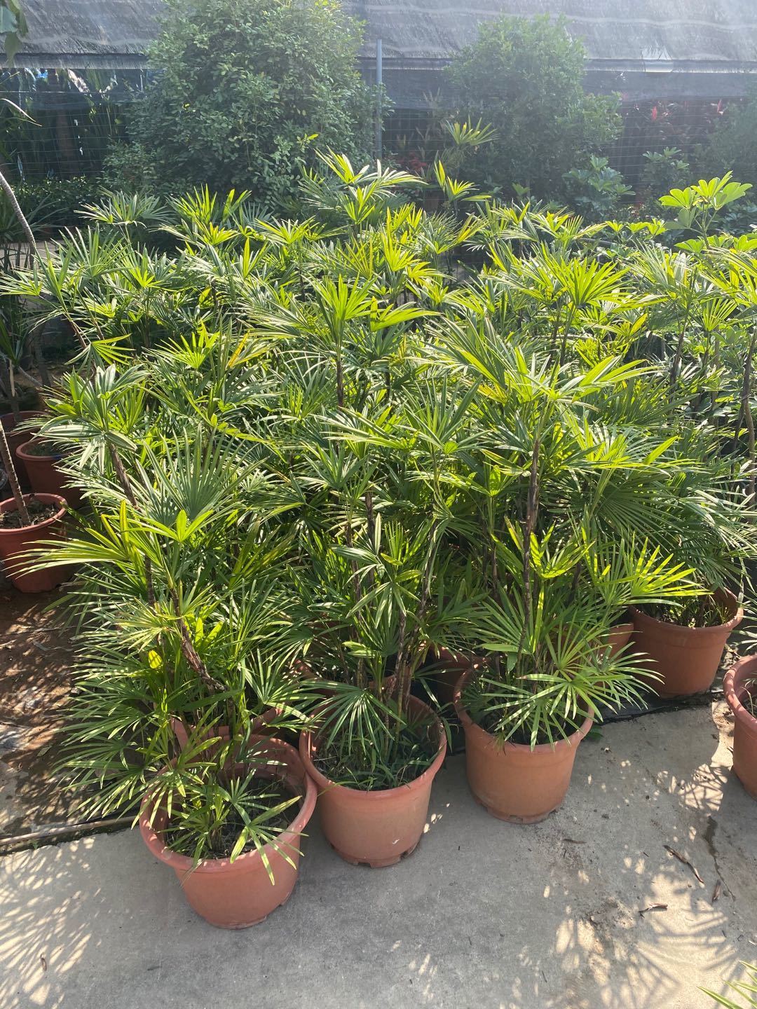 【送货上门】金山棕盆栽棕竹盆景细叶大型办公室家居庭院净化空气四季