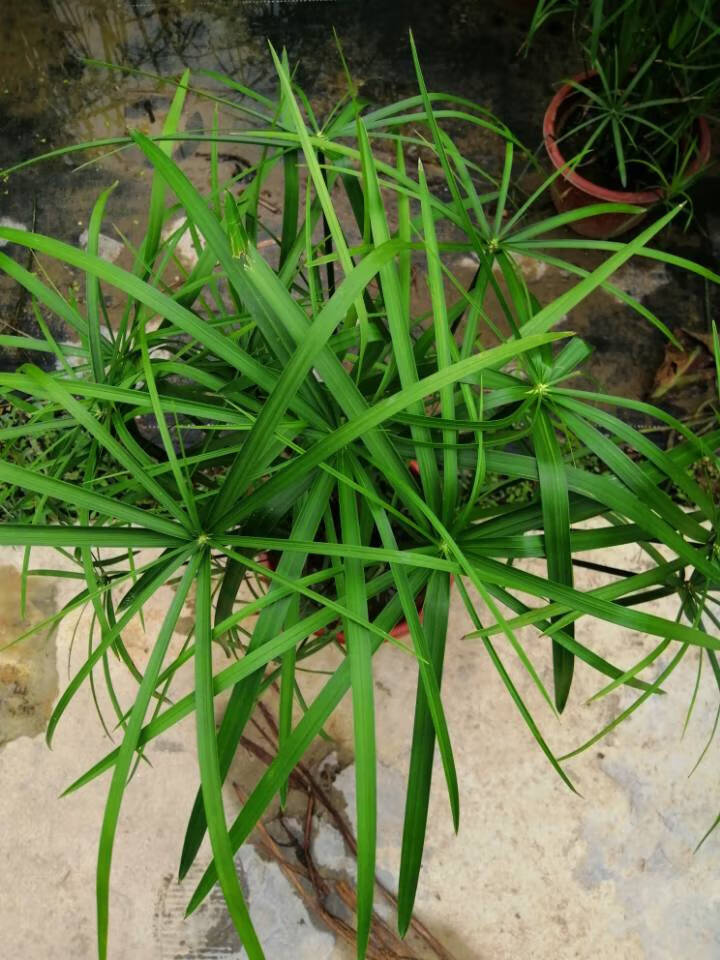 水竹盆栽水棕竹室内室外水生水培植物龟鱼缸池塘绿植旱伞草风车草