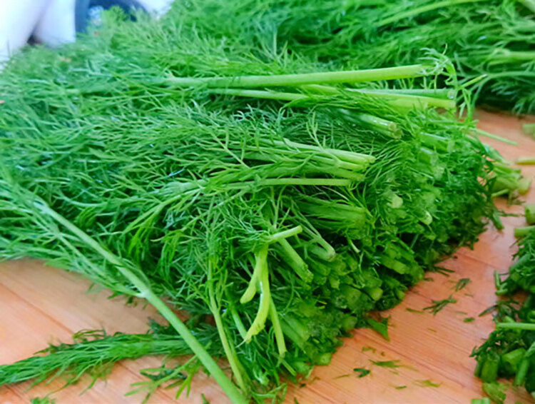 顺丰 茴香菜新鲜现割蔬菜荤香茴香苗回香菜 2斤【图片 价格 品牌 报价