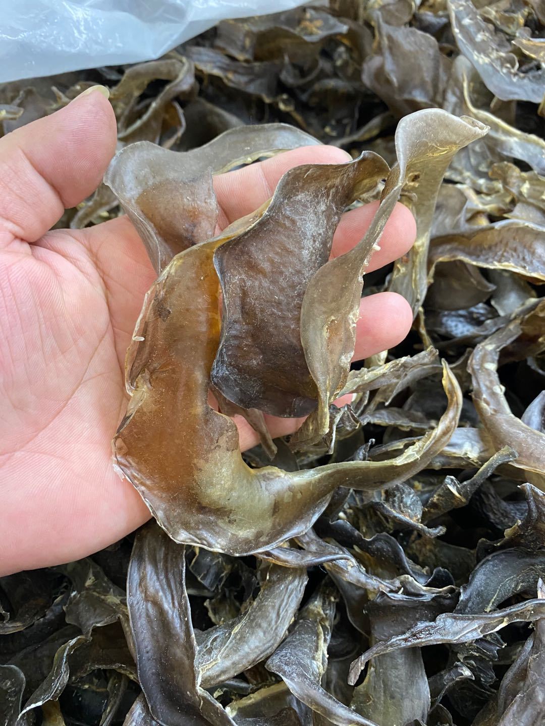 有仁堂90头甲鱼裙边干水鱼边王八裙边龟裙边乌龟边龟板胶250g 250g