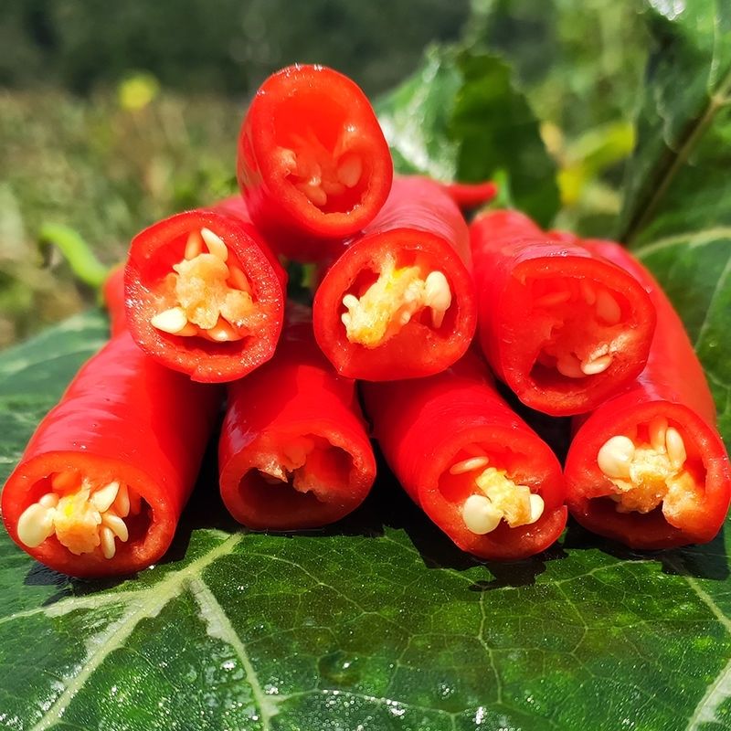 现摘现摘现发安徽新鲜红线椒批发红尖椒红辣椒泡椒剁椒新鲜蔬菜新鲜青