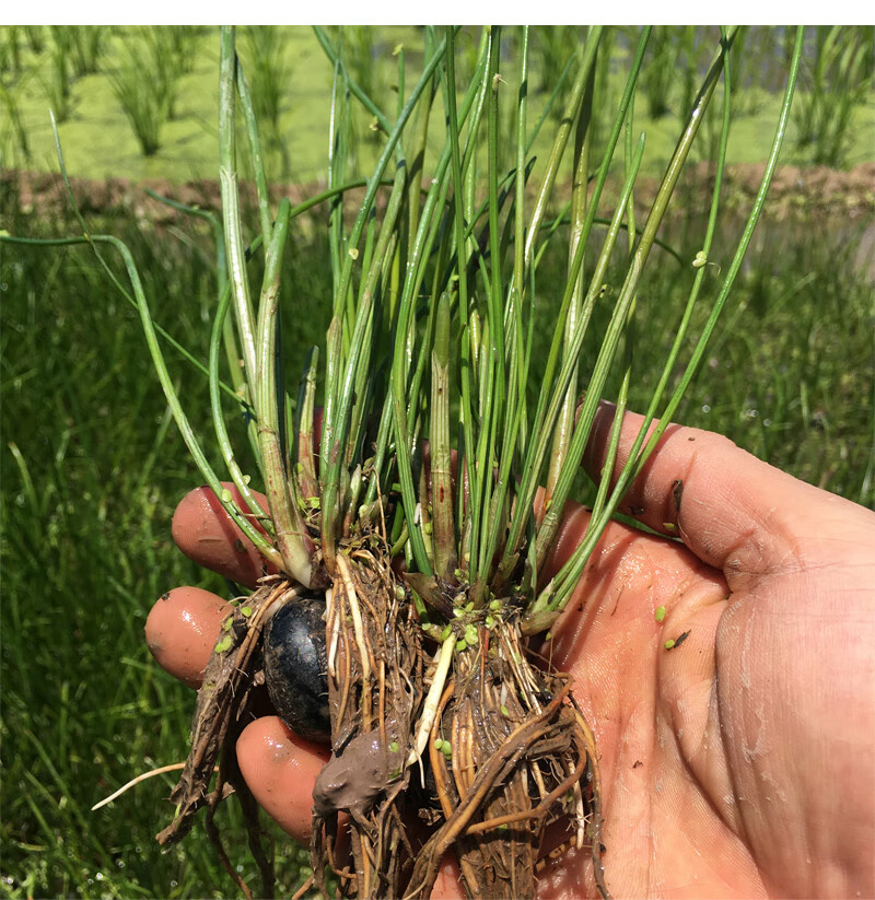 姜芮广西桂林荔浦马蹄苗荸荠种植苗种子脆甜无渣水果高产马蹄苗10棵苗