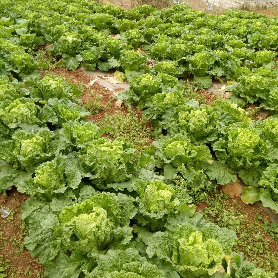 贵州农家露天种植新鲜大白菜麻叶菜青麻火锅菜三斤装