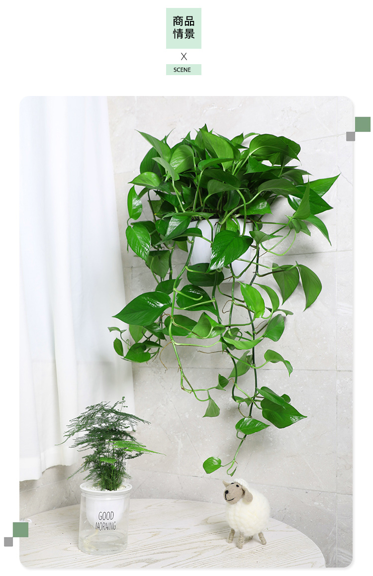 壁挂式绿萝盆栽免打孔挂墙上的绿植挂壁长藤绿萝室内植物sm大号挂壁长