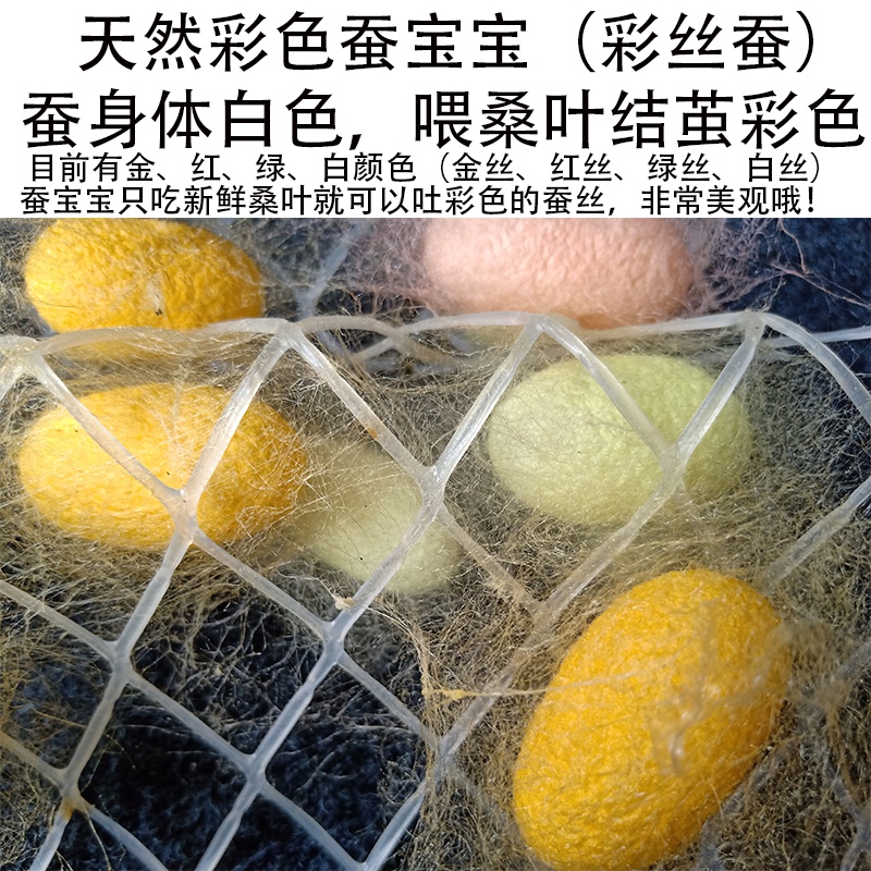 柒悦栖蚕宝宝学生养蚕套装蚕籽彩色蚕宝宝卵活体七彩金丝春蚕卵新鲜