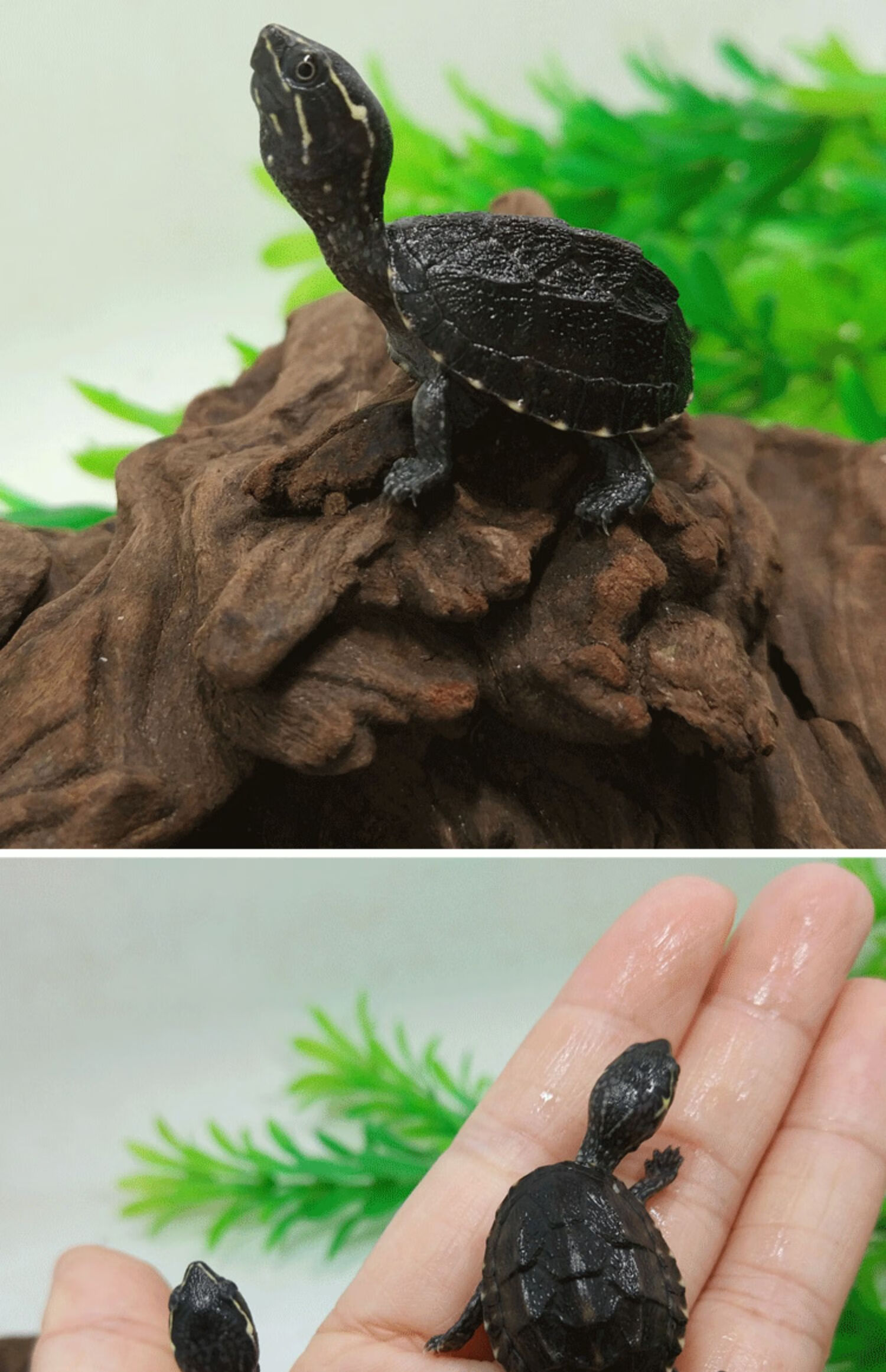 乌龟龟活体宠物龟剃刀深水龟刀香苗蛋龟迷你观赏龟活物龟 5-6厘米 公>