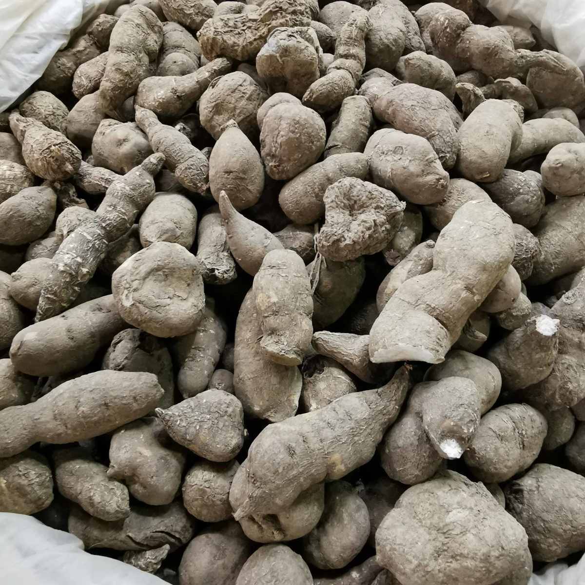 三叶青正宗三叶青金线吊葫芦金丝吊葫芦三叶青片三叶青纯粉三叶青片