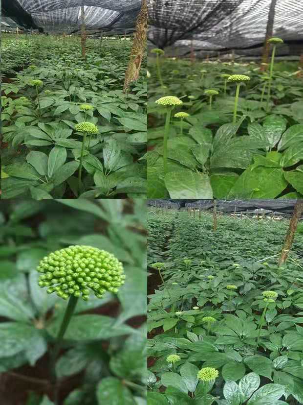 三七花三七花云南文山三七花茶田七花正宗野生新花四年特级精选四年