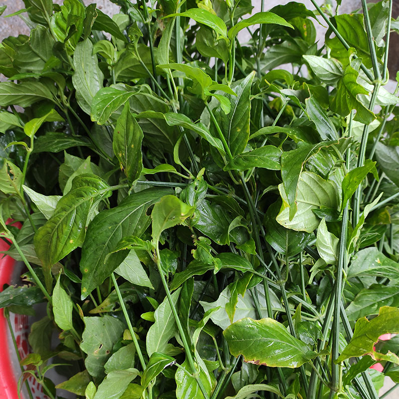 广西五色糯米饭紫色花米饭植物染料五彩米紫蓝草红蓝草紫色500g【图片