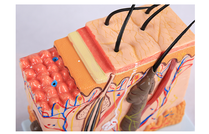 皮膚結構解剖模型美容教學皮膚組織層次立體構造微整形皮膚模型bixa10