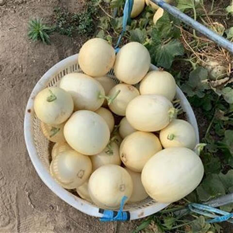陕西新鲜水果白皮香瓜甜瓜现摘阎良吊蔓新品脆梨白甜瓜 2斤/2个【图片