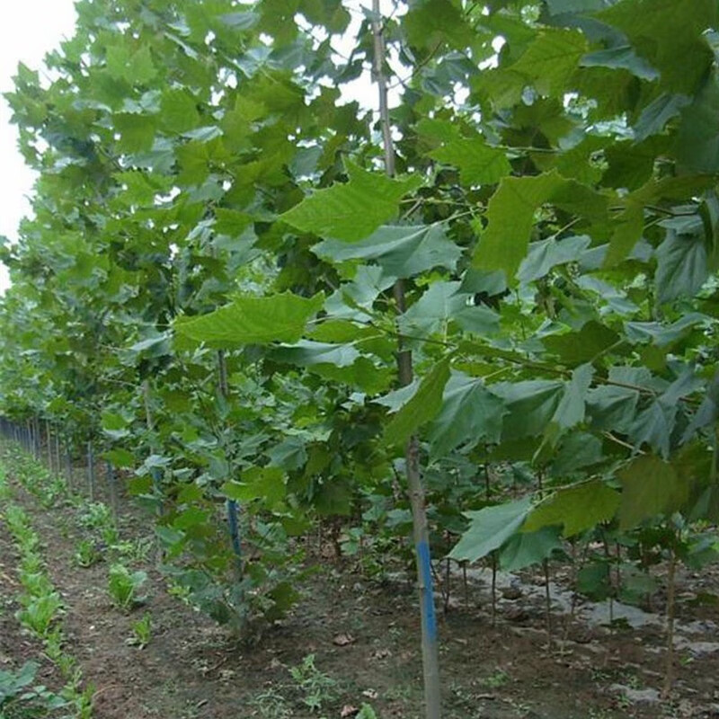 苗圃直销绿化苗木法桐树苗法桐树法桐苗法桐大树苗法国梧桐大树苗 1m