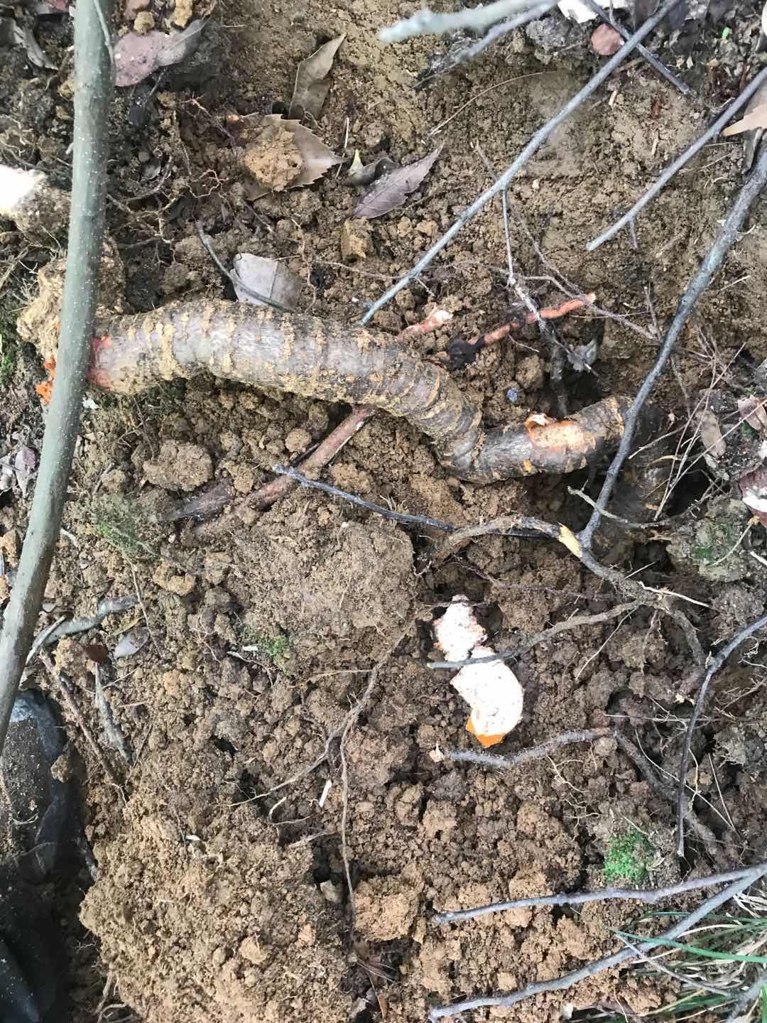 中药材野生南蛇藤纯根过山龙过山枫大南蛇穿山龙500g无硫干品