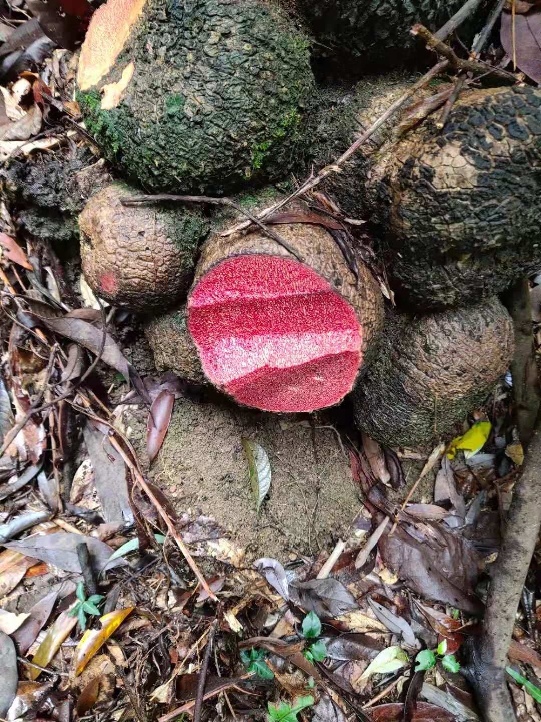 伟博新鲜薯莨血三七 染布薯 朱砂莲 红药子下单现采中药材 1kg(两斤)