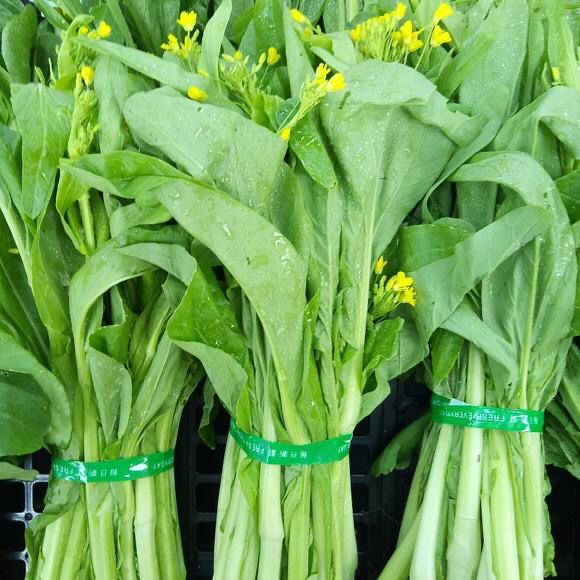 现摘现发白菜苔新鲜蔬菜时令爽口脆甜青菜叶类菜小白菜农家白菜苔现摘