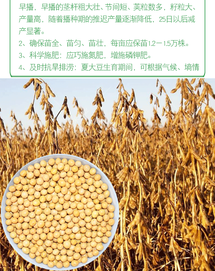 黄豆种子农家大豆种籽四季农家鲜食毛豆籽大田高产菜种孑高产黄豆200