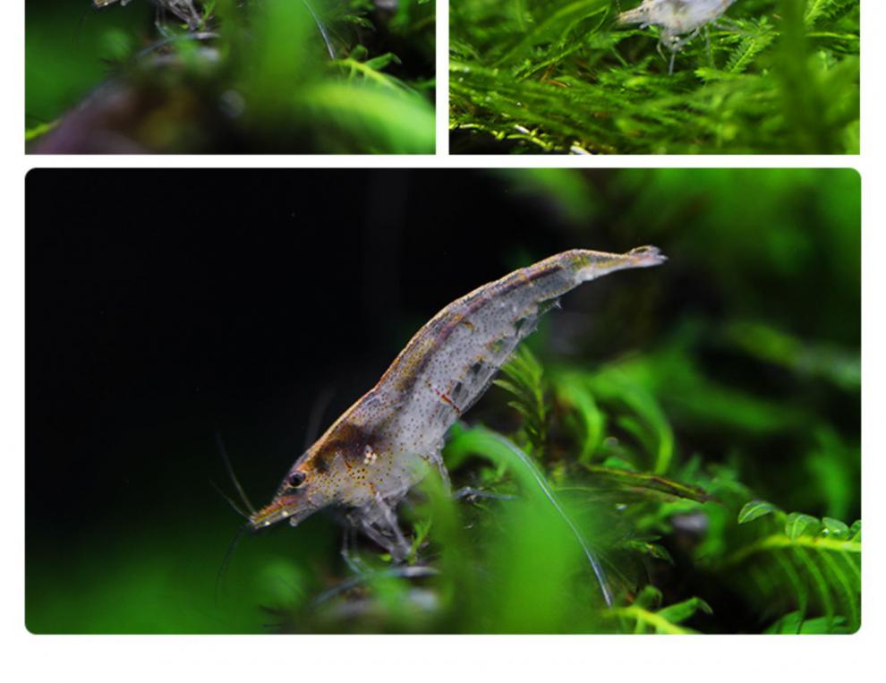 黑壳虾活体清洁虾水族箱生态瓶除藻虾观赏虾宠物虾活体饲料工具虾30只