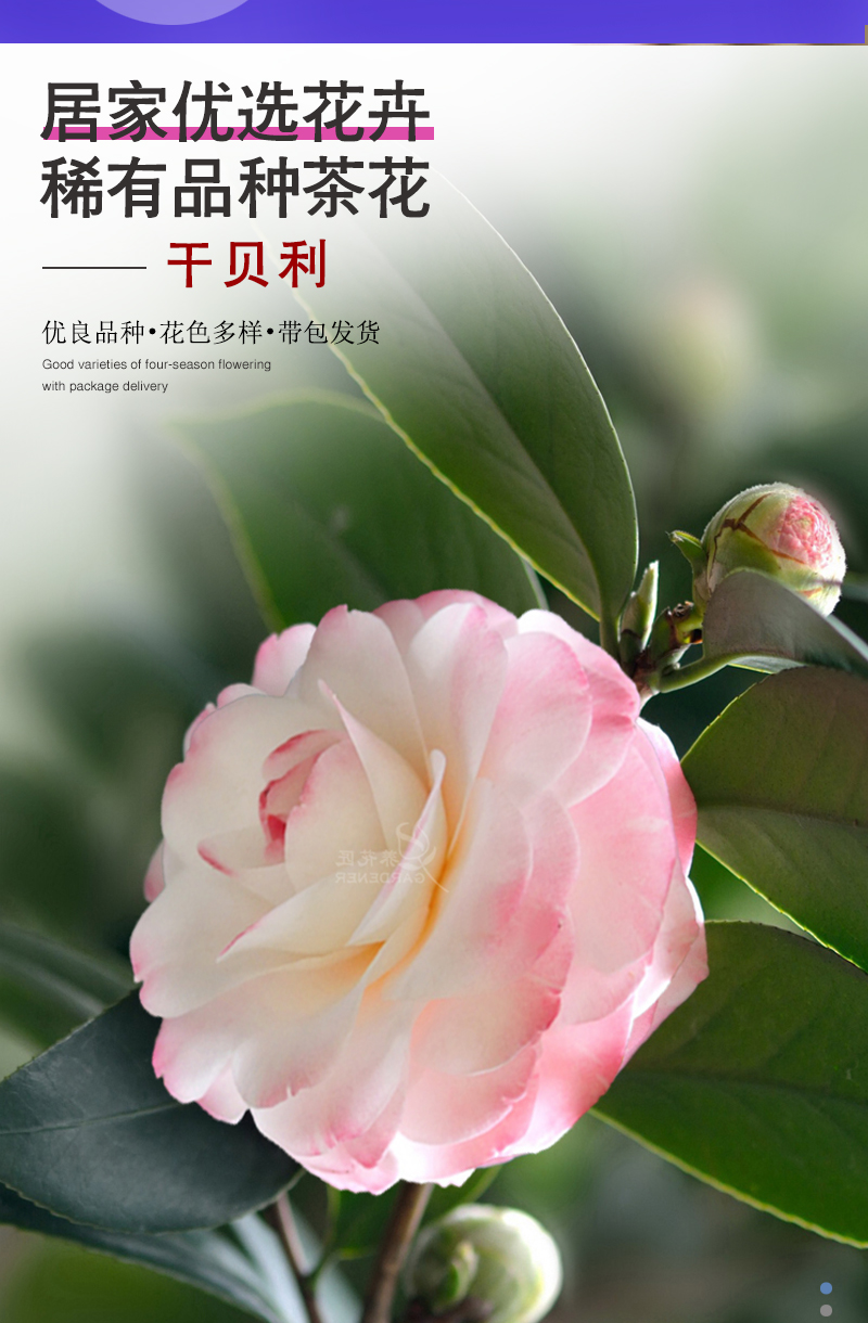 客厅品种:山茶花类别:木本花卉开花季节:春季,冬季货号:葛蕾丝茶花