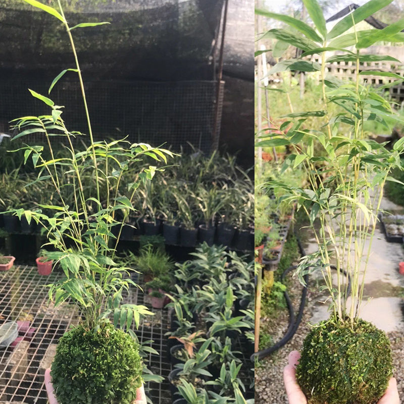 苔藓球文竹植物菖蒲盆景办公桌绿植桌面小盆栽苔玉青苔球水培竹子 苔