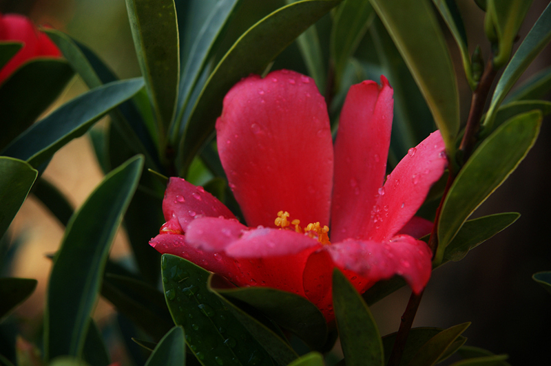 四季杜鵑紅山茶山茶花盆栽花卉植物室內花帶花苞庭院樹苗名貴花苗苗