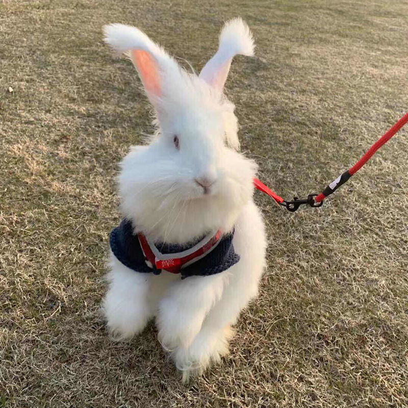 族萃网红巨型安哥拉兔巨兔活体长毛兔子活物大型兔子宠物兔幼年成年兔