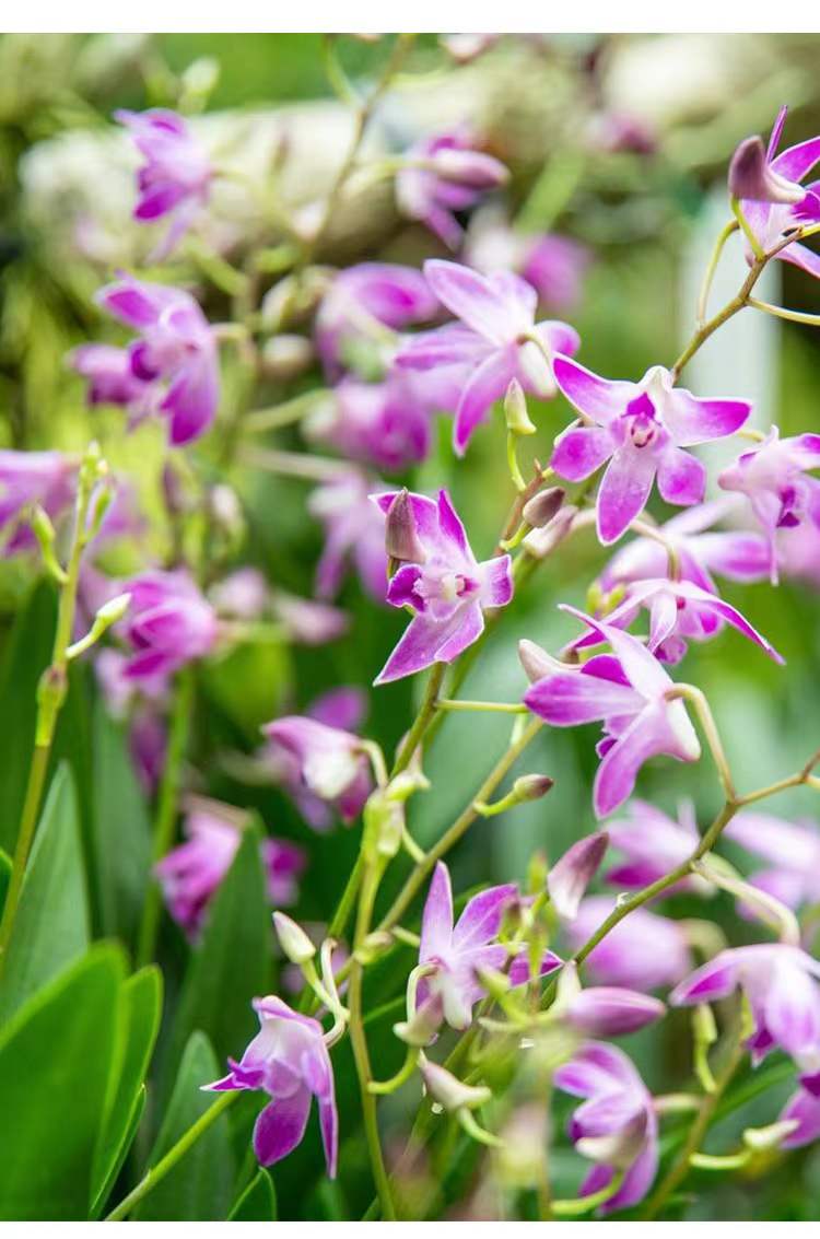涞思芊品质保证澳洲香水石斛兰浓香盆栽花卉客厅阳台带花苞老桩好养