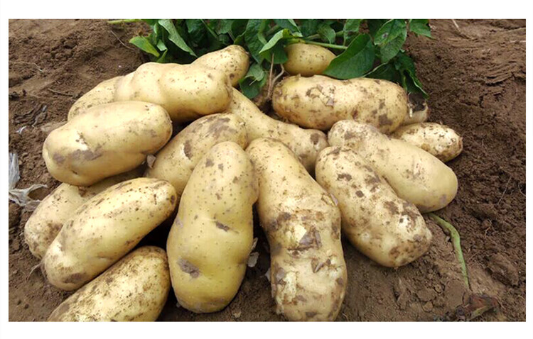 土豆高产专用叶面肥膨大增产增收营养抗病马铃薯膨大素膨大剂 (浓缩型