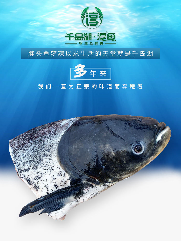 魚頭正宗千島湖假一賠十胖頭魚鱅魚包頭魚七年自然生長養殖魚頭2斤