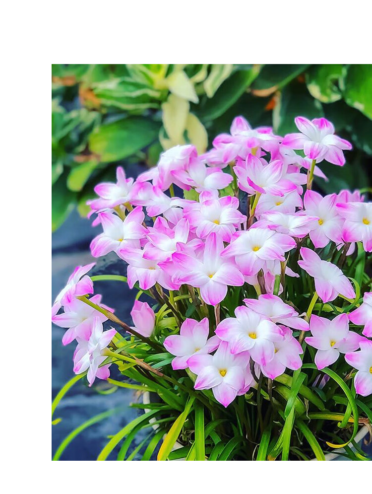 四季开花风雨兰种球重瓣韭兰葱兰花苗庭院花卉阳台盆栽耐热耐寒 粉色