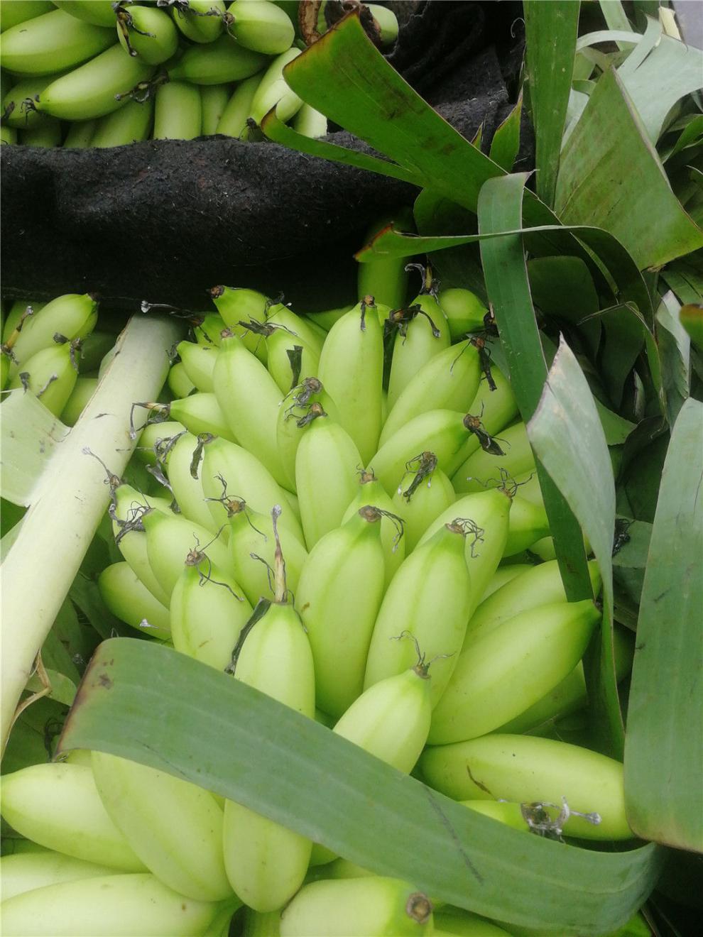皇帝蕉帝皇蕉新鲜香蕉小香蕉清甜可口3斤