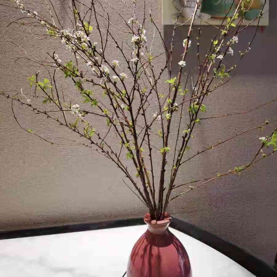 梅室内阳台插花喷雪花枝7080厘米长10枝干枝发货水培1020天发芽开花