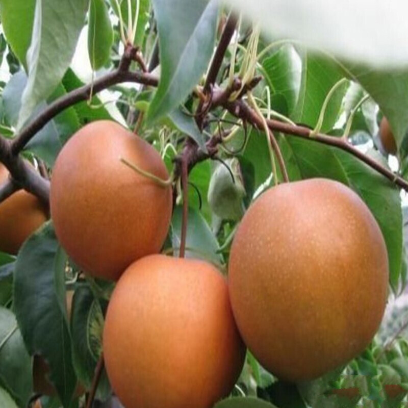 媚调【河北红梨】魏县品种小红梨 魏县小红梨 新鲜水果梨子 沙梨 3-10