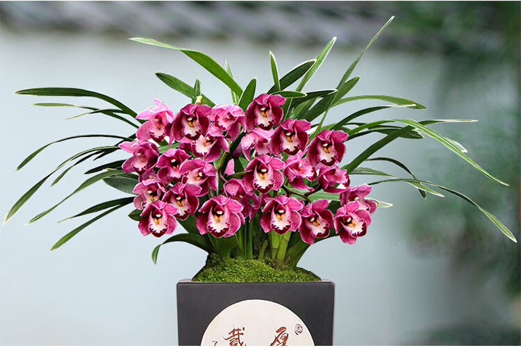 卡庭森【中国红】大花蕙兰浓香秋冬带花苞四季兰花卉绿植盆栽 中国红4