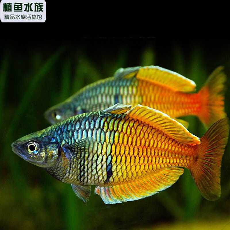 植鱼 热带鱼红苹果美人电光彩虹刚果美人鱼活体鱼 电光美人 5条【图片