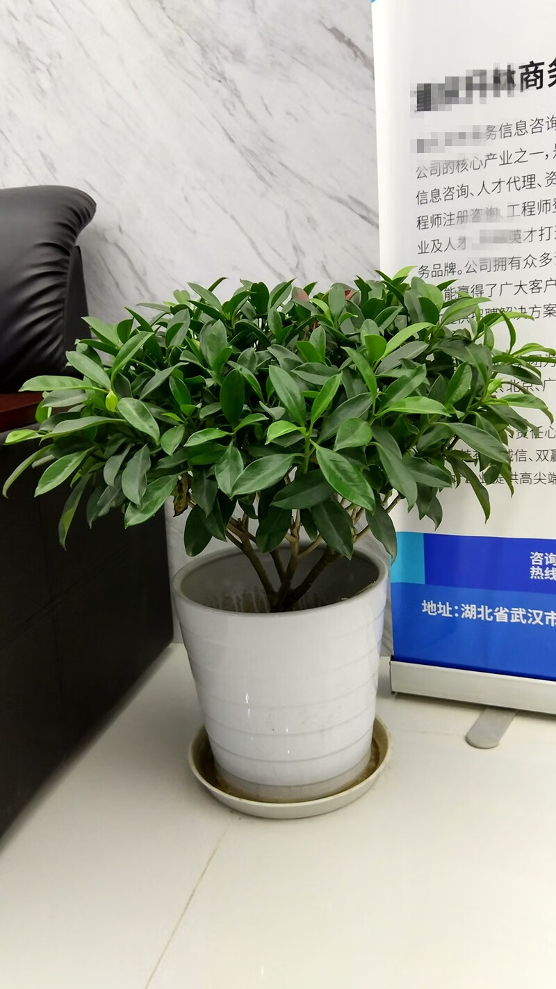 涞思芊品质保证武汉绿植同城送货非洲茉莉植物盆栽大型灰莉吸甲醛盆景