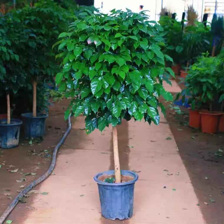 杆幸福树棒棒糖型室内客厅办公室盆栽大绿植四季常青净化空气观叶植物