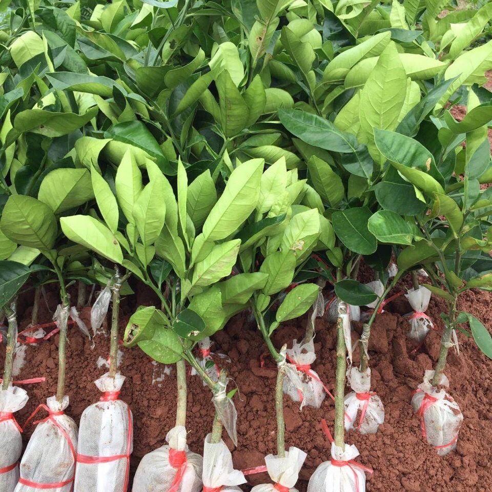 泰国红宝石青柚苗 泰国原产地引种 容县基地已挂果 欢迎实地考察 红