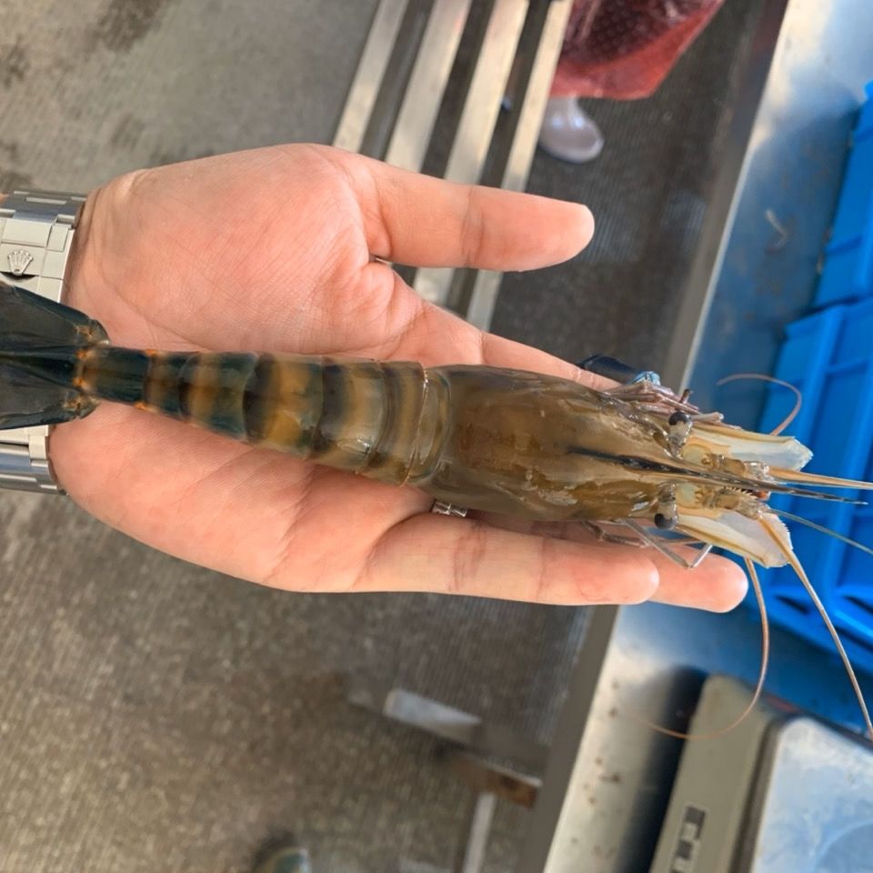 淡水虾王罗氏沼虾大青虾大青虾马拉西亚大虾罗氏虾淡水虾昌盛隆小罗氏