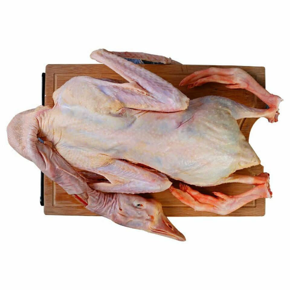 农家散养鹅整只青年鹅嫩鹅土鹅笨鹅大白鹅批发火红芬芳5565斤