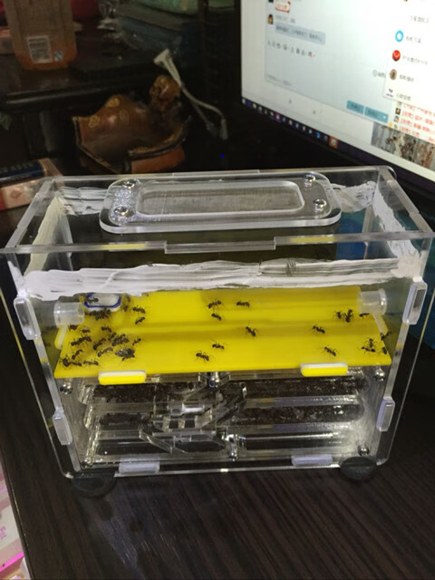 唐扣 蚂蚁工坊新后巢亚克力房屋窝玩具宠物庄园学生科普亚克力3d巢