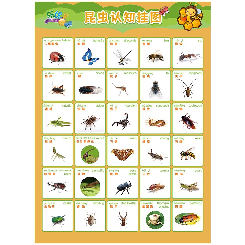 宝宝启蒙动物水果蔬菜花卉颜色形状认知挂图无声幼儿童看图识字全套