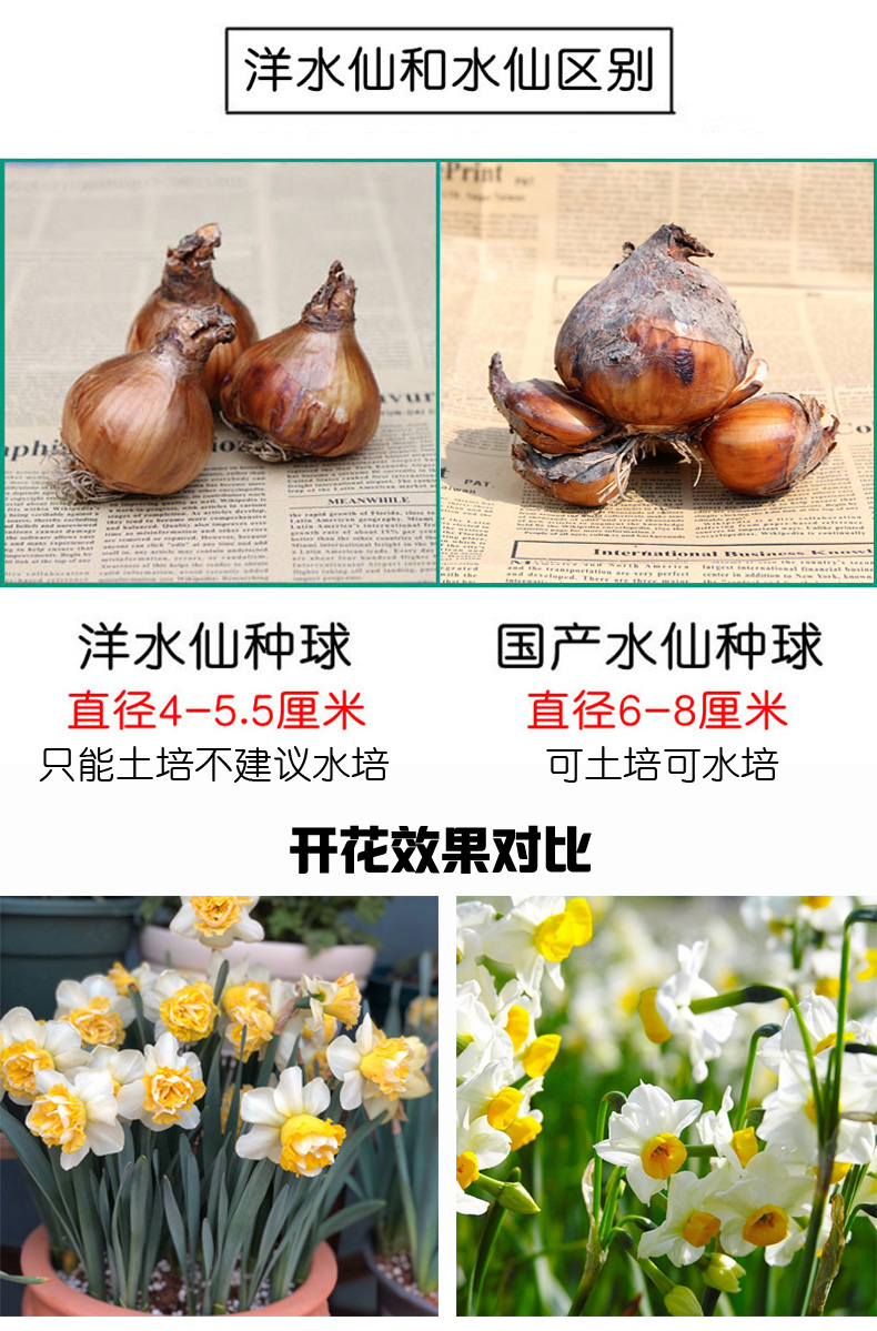 5颗洋水仙种球荷兰进口水仙花盆栽土培耐寒四季室内庭院花卉易活5颗球 洋水仙 马里斯规格 图片价格品牌报价 京东
