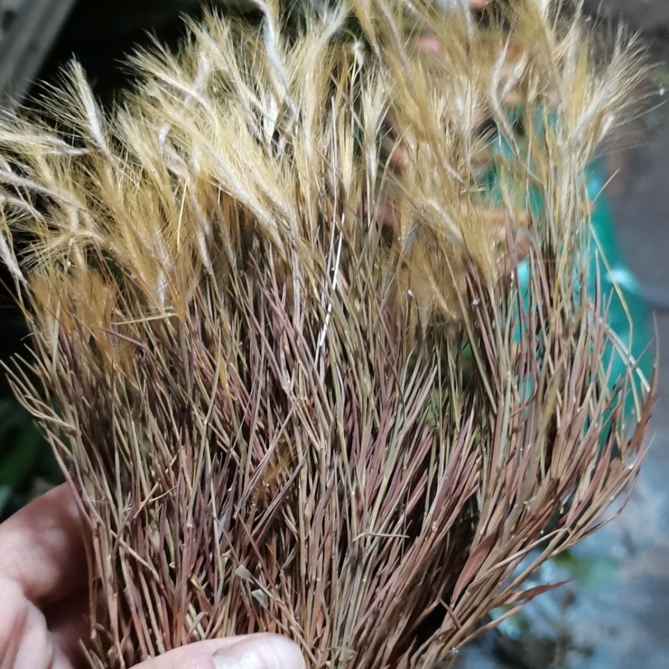 草药金丝草 猫毛草 毛毛草 笔仔草牛毛草 500g【图片 价格 品牌 报价
