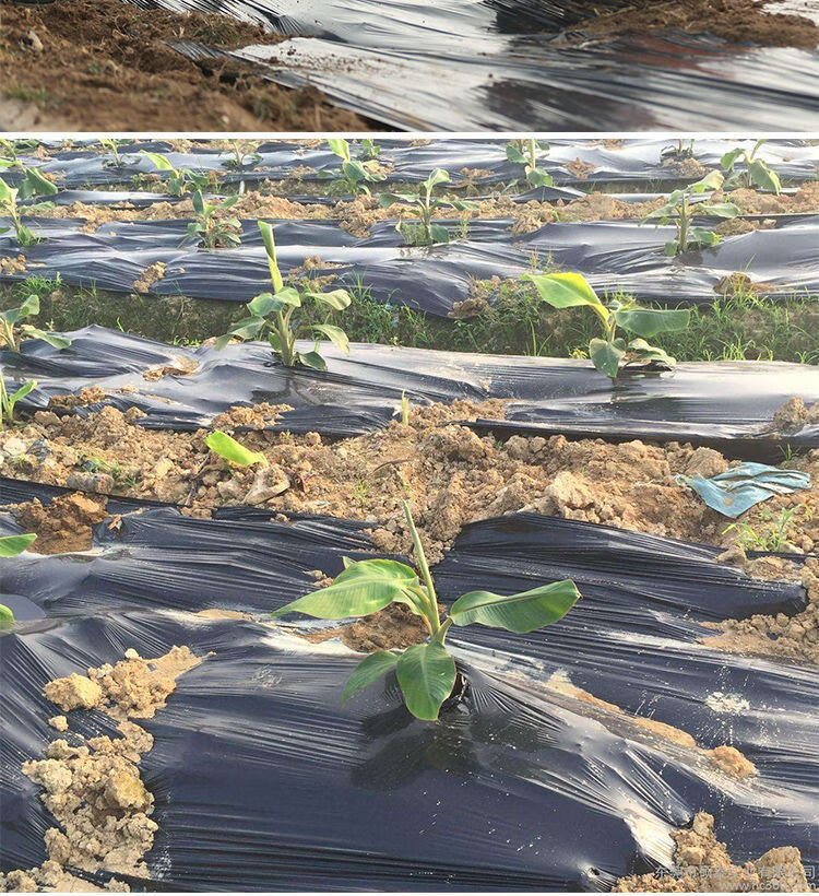 精选农用种植加厚抗老化黑地膜塑料薄膜除草保温保湿防草大棚果树苗木