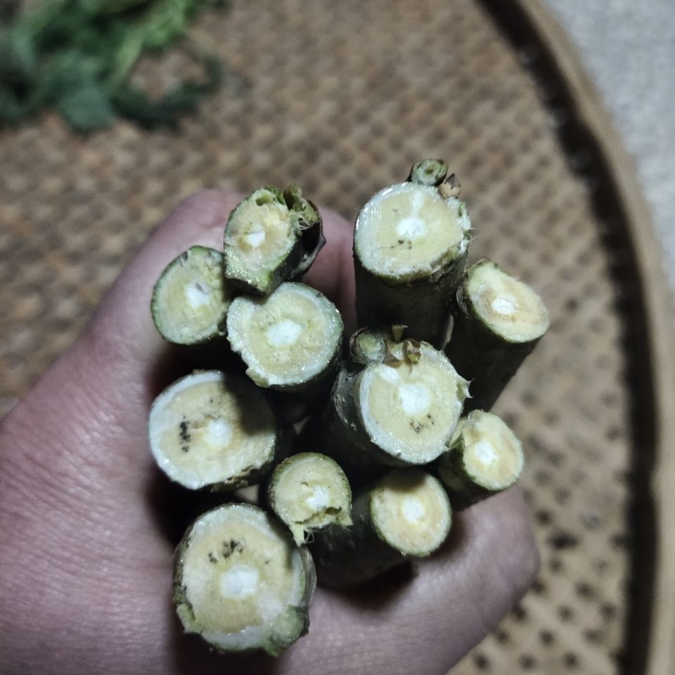 伟博伟博农家新鲜现采中药桑树枝条食用桑枝桑木棍蚕桑树枝经络桑枝棒