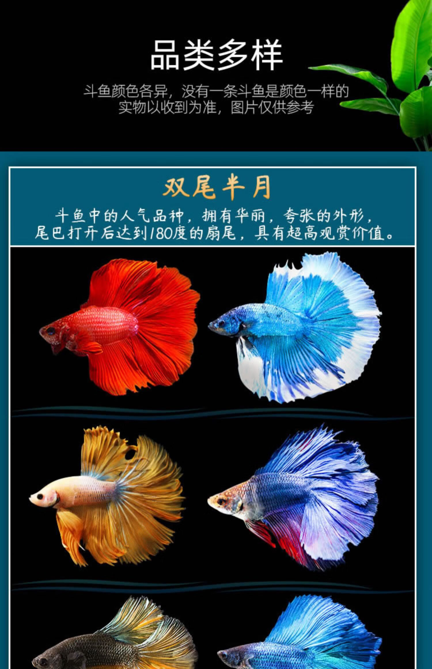 泰国斗鱼好养耐活小型观赏鱼苗活鱼中国小鱼活体马尾半月粉色套装