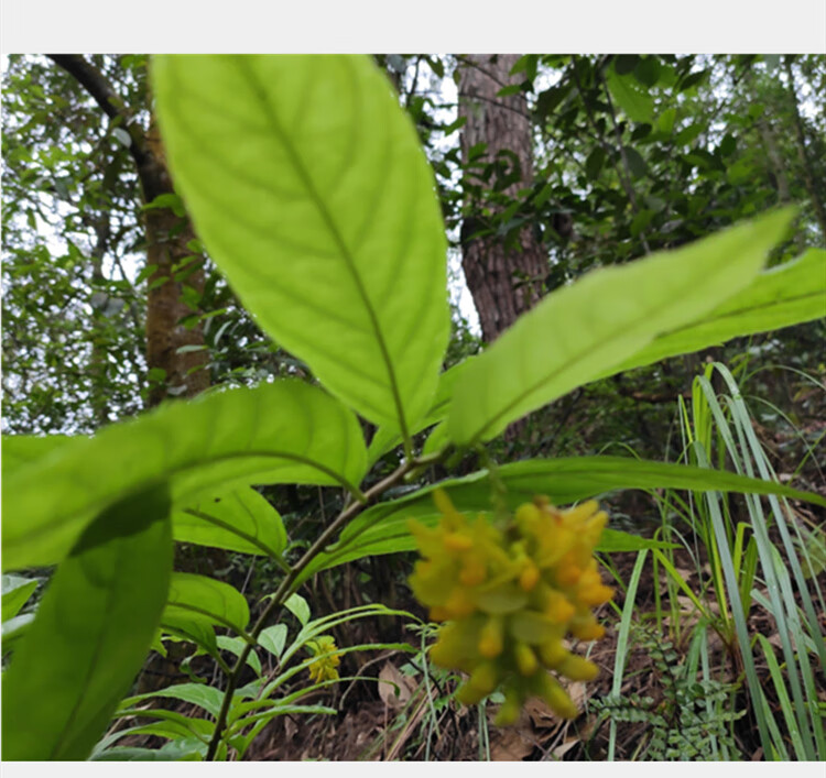 观音串 倒吊黄根 纯根 黄花倒水莲倒吊王根农村采挖500克无硫干品