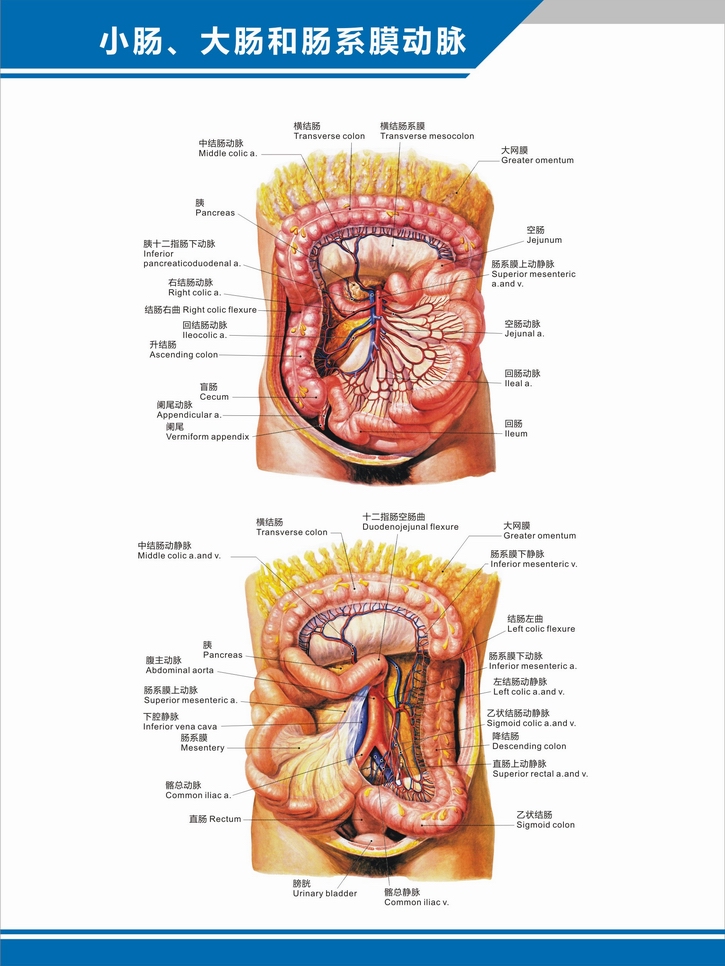 人体腹部血位置结构图图片